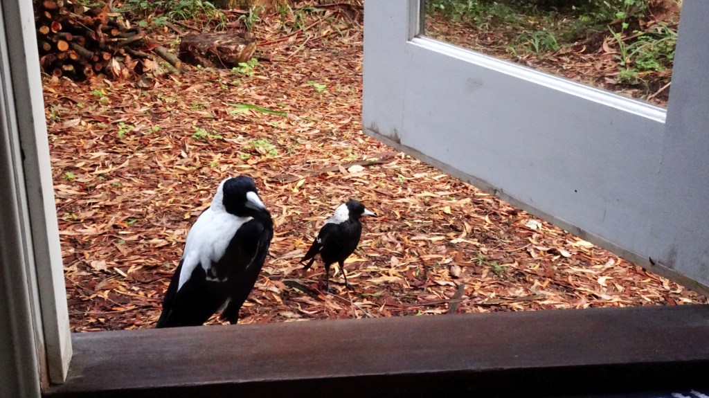 Magpies in Dandenong Ranges