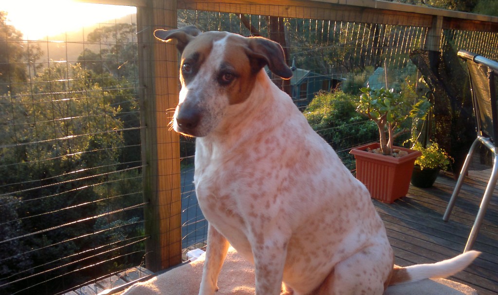 Cute, sad looking dog on balcony
