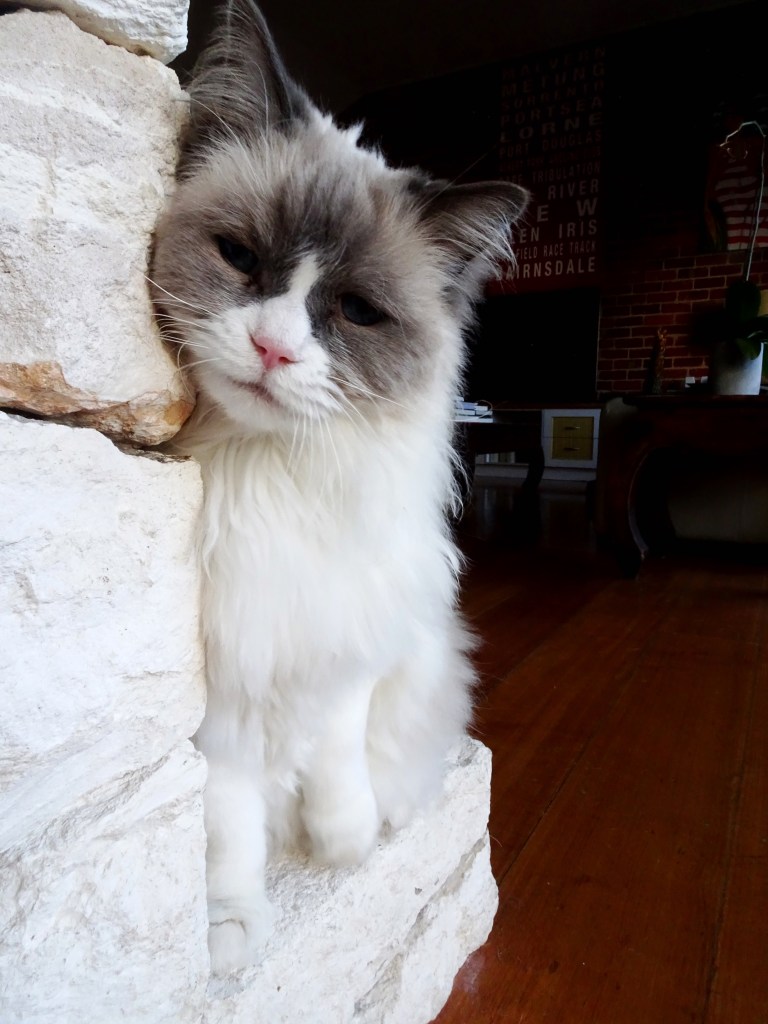 Adorable cat posing for photo