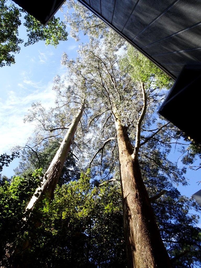 Mountain Ash trees in the Dandenong Ranges