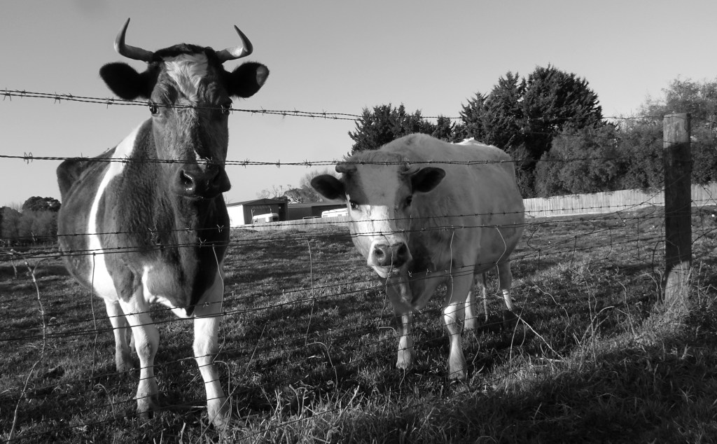 Cows - bulls - in Devon Meadows, winter 2023